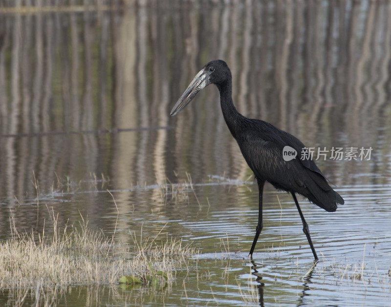 African Open-billed Stork - Anastomus lamelligerus